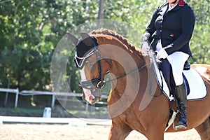 Equestrian sports background. Horse close up during dressage competition with unknown rider