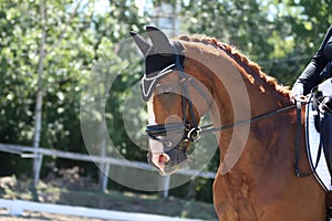 Equestrian sports background. Horse close up during dressage competition with unknown rider