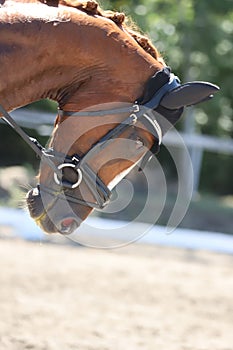 Equestrian sports background. Horse close up during dressage competition with unknown rider