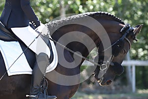 Equestrian sports background. Horse close up during dressage competition with unknown rider