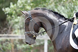 Equestrian sports background. Horse close up during dressage competition with unknown rider