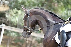 Equestrian sports background. Horse close up during dressage competition with unknown rider