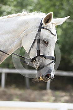 Equestrian sports background. Horse close up during dressage competition with unknown rider