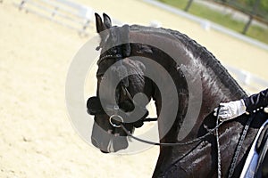 Equestrian sports background. Horse close up during dressage competition with unknown rider