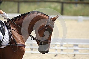 Equestrian sports background. Horse close up during dressage competition with unknown rider