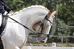 Equestrian sports background. Horse close up during dressage competition with unknown rider