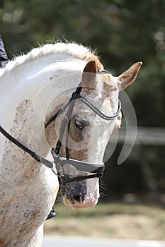 Equestrian sports background. Horse close up during dressage competition with unknown rider