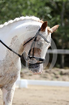 Equestrian sports background. Horse close up during dressage competition with unknown rider