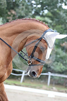 Equestrian sports background. Horse close up during dressage competition with unknown rider