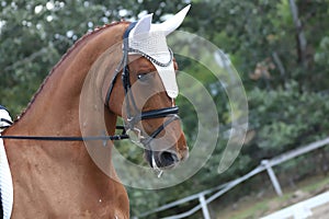 Equestrian sports background. Horse close up during dressage competition with unknown rider