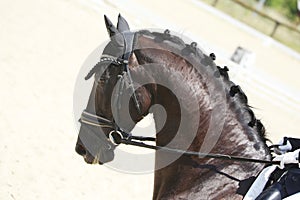 Equestrian sports background. Horse close up during dressage competition with unknown rider