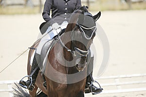 Equestrian sports background. Horse close up during dressage competition with unknown rider