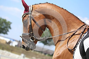 Equestrian sports background. Horse close up during dressage competition with unknown rider