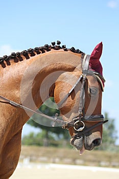 Equestrian sports background. Horse close up during dressage competition with unknown rider