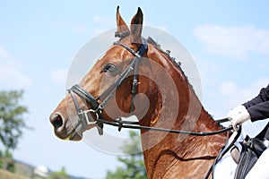 Equestrian sports background. Horse close up during dressage competition with unknown rider