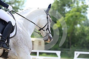 Equestrian sports background. Horse close up during dressage competition with unknown rider