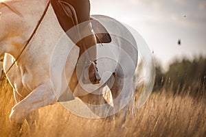 Equestrian stirrups. Horse in the field