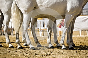 Equestrian test functionality with 3 pure Spanish horses, also called cobras 3 Mares, detail of the legs and hooves