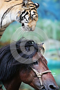 The equestrian tiger of circus