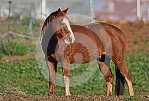 Equestrian Training Horse Chewing the cud