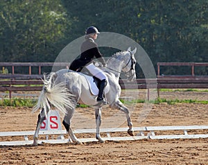 Equestrian woman and Hanoverian horse