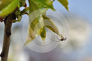 An equilibrist spider on a cherry tree leaf
