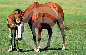 Equine Affection