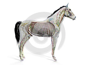 The equine anatomy