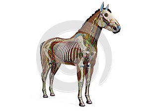 the equine anatomy