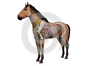 The equine anatomy