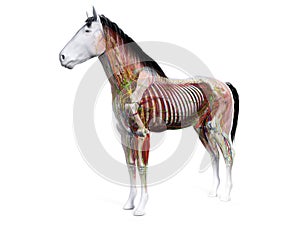 the equine anatomy