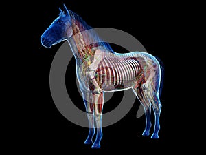 The equine anatomy