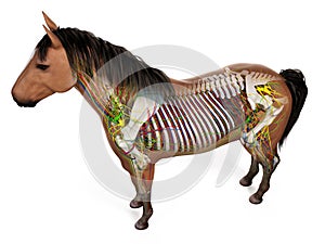 The equine anatomy