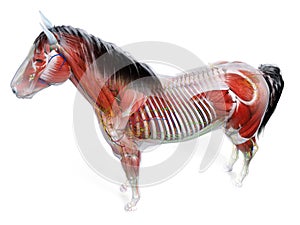 the equine anatomy