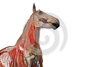 The equine anatomy