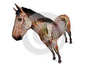 The equine anatomy