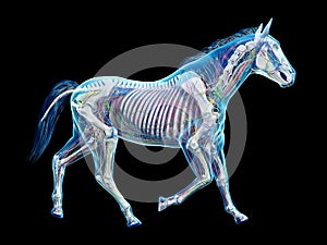 The equine anatomy