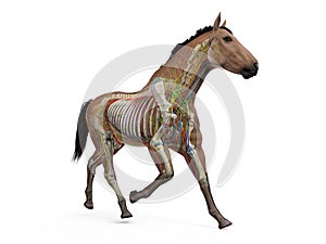 The equine anatomy