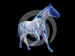 The equine anatomy