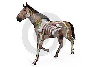 The equine anatomy