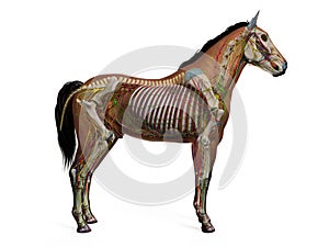 The equine anatomy photo