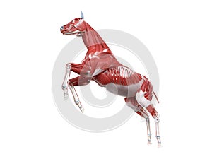 The equine anatomy - the muscle system