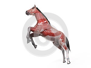 The equine anatomy - the muscle system