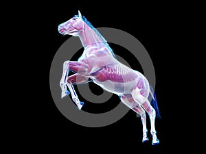 The equine anatomy - the muscle system