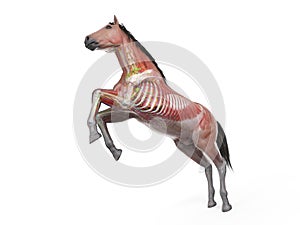 The equine anatomy - the muscle system