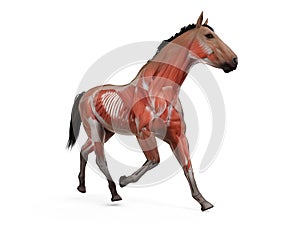 The equine anatomy - the muscle system