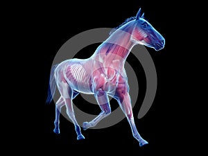 The equine anatomy - the muscle system