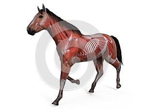 The equine anatomy - the muscle system