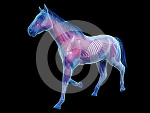 the equine anatomy - the muscle system
