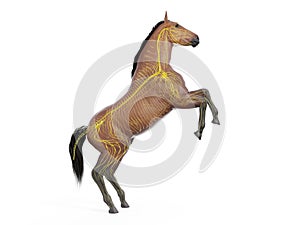 The equine anatomy - the nervous system